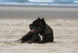 CANE CORSO 842